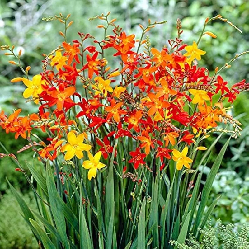 Crocosmia Flower For Planting Flower Seeds for Home Garden Planting, Fragrant Organic Blooming